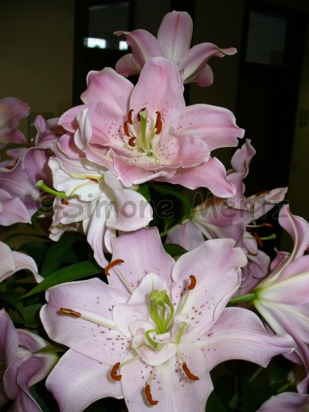 Images/Lilien_ (25).jpg